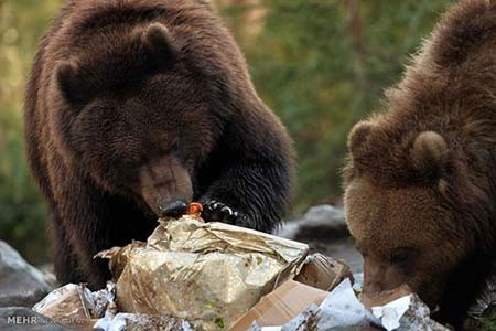 اخبار,اخبار گوناگون,هدیه کریسمسی