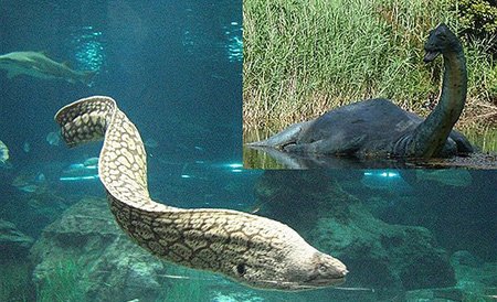 اخبار , اخبار گوناگون,تصاویری از هیولای لخ نس,مارماهی های غول پیکر