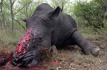 اخبار , اخبار گوناگون,چیزهای گران تر از طلا,گران تر از طلا اخبار , اخبار گوناگون,چیزهای گران تر از طلا,گران تر از طلا