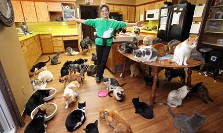 اخبار , اخبار گوناگون,همخانه شدن با 1100 گربه,همخانه شدن زن با گربه ها