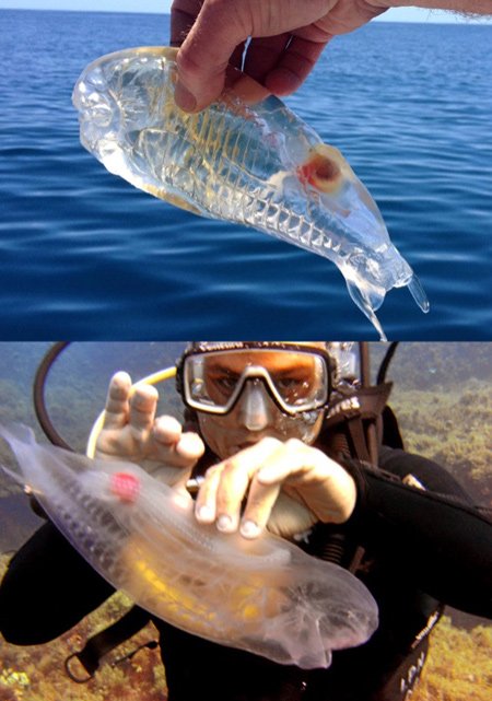 اخبار , اخبار گوناگون,تصاویر ماهی شیشه ای,عکس ماهی شیشه ای