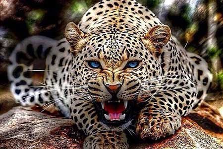 کشنده ترین حیوانات جهان را بشناسید