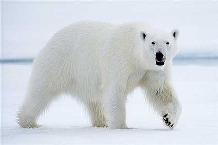 کشنده ترین حیوانات جهان را بشناسید
