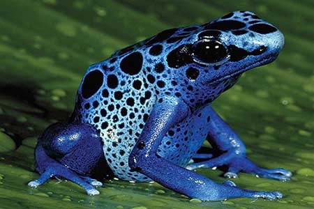 کشنده ترین حیوانات جهان را بشناسید