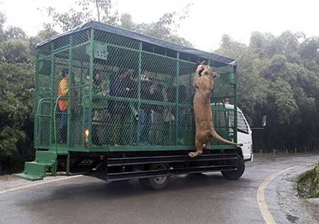 هیجان رانندگی در کنار شیرها و ببرها هیجان رانندگی در کنار شیرها و ببرها