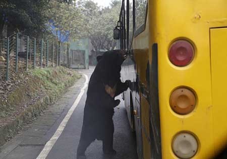 هیجان رانندگی در کنار شیرها و ببرها هیجان رانندگی در کنار شیرها و ببرها