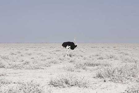 زیبایی خشک و خشن نامیبیا زیبایی خشک و خشن نامیبیا