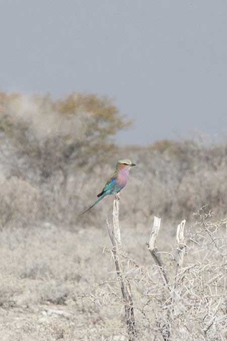زیبایی خشک و خشن نامیبیا زیبایی خشک و خشن نامیبیا