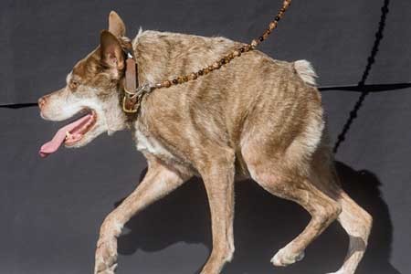 اخبار , اخبار گوناگون , وحشتناک‌ترین سگ دنیا 