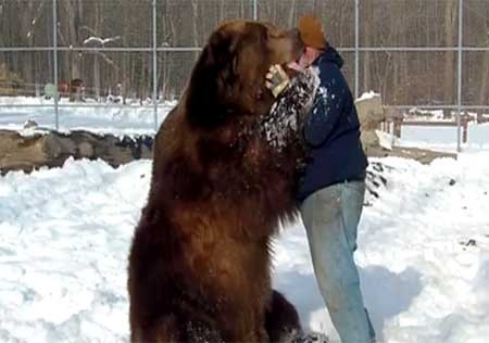 اخبار , اخبار گوناگون , آغوش کشیدن خرس