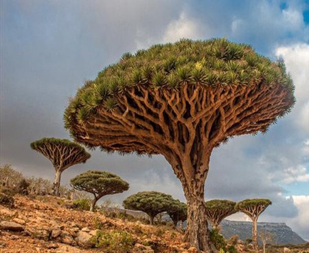 اخبار , اخبار گوناگون , درخت عجیب