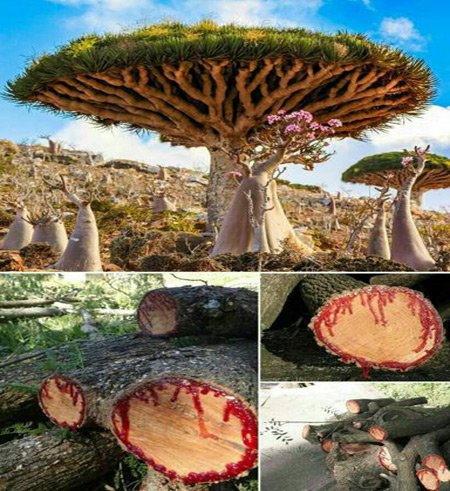 اخبار , اخبار گوناگون , درخت عجیب