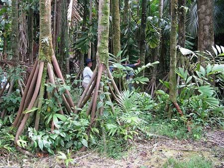 اخبار,اخبار فرهنگی,راه رفتن درختان اخبار,اخبار فرهنگی,راه رفتن درختان