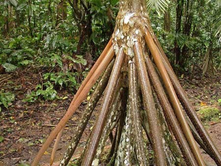 اخبار,اخبار فرهنگی,راه رفتن درختان اخبار,اخبار فرهنگی,راه رفتن درختان