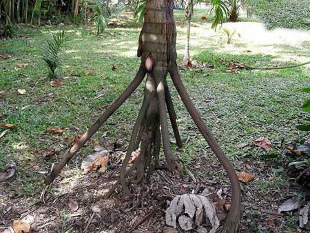 اخبار,اخبار فرهنگی,راه رفتن درختان اخبار,اخبار فرهنگی,راه رفتن درختان