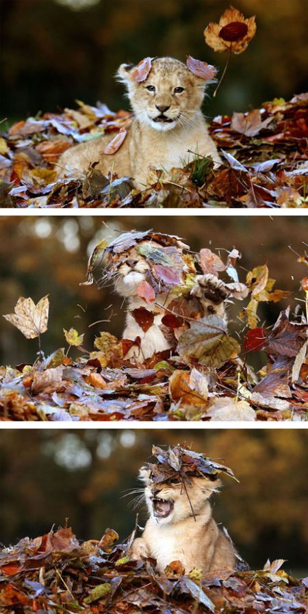 اخبار,اخبار گوناگون,حیوانات