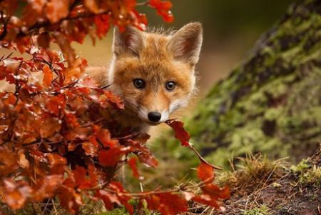 اخبار,اخبار گوناگون,حیوانات