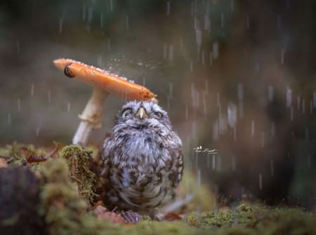 اخبار,اخبار گوناگون,حیوانات