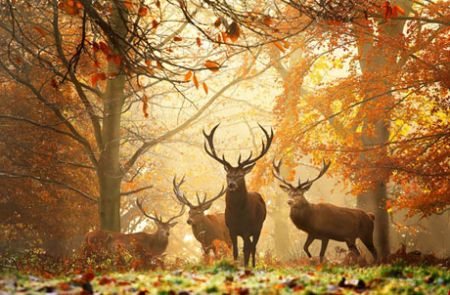 اخبار,اخبار گوناگون,حیوانات