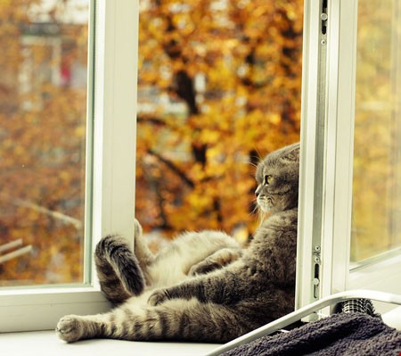 اخبار,اخبار گوناگون,حیوانات