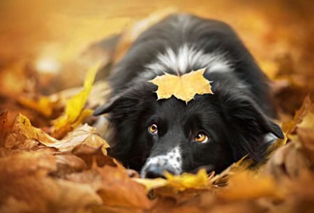 اخبار,اخبار گوناگون,حیوانات