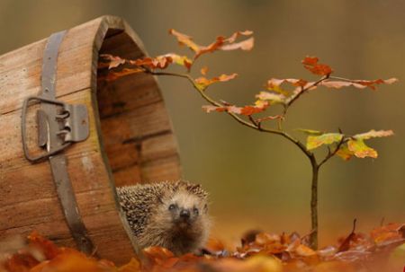 اخبار,اخبار گوناگون,حیوانات