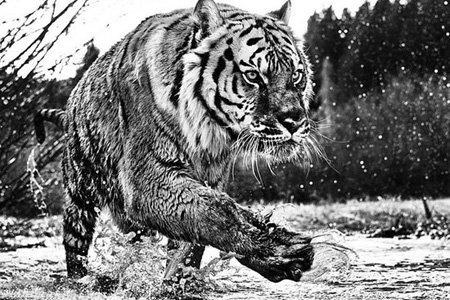 اخبار,اخبار گوناگون,عکس حیوانات