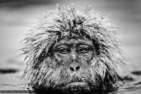 اخبار,اخبار گوناگون,عکس حیوانات