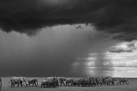 اخبار,اخبار گوناگون,عکس حیوانات