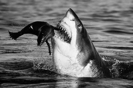 اخبار,اخبار گوناگون,عکس حیوانات