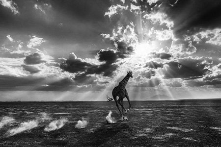 اخبار,اخبار گوناگون,عکس حیوانات