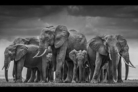 اخبار,اخبار گوناگون,عکس حیوانات