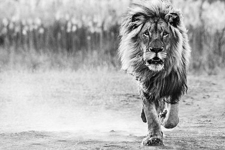 اخبار,اخبار گوناگون,عکس حیوانات