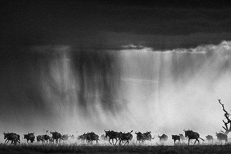 اخبار,اخبار گوناگون,عکس حیوانات