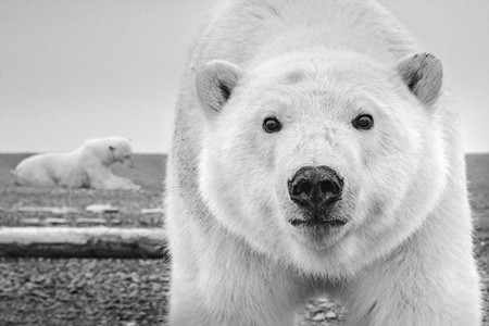 اخبار,اخبار گوناگون,عکس حیوانات