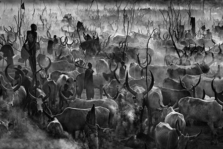 اخبار,اخبار گوناگون,عکس حیوانات