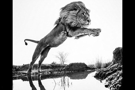 اخبار,اخبار گوناگون,عکس حیوانات