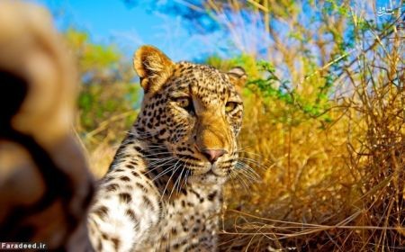 اخبار گوناگون,خبر های گوناگون,زن شجاع