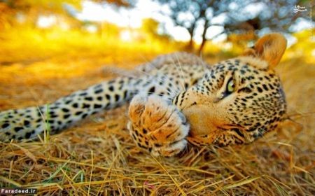 اخبار گوناگون,خبر های گوناگون,زن شجاع