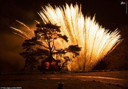 اخبار گوناگون,خبر های گوناگون,خانه درختی