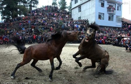 اخبار گوناگون,خبر های گوناگون, اسب‌