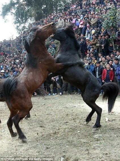 اخبار گوناگون,خبر های گوناگون, اسب‌