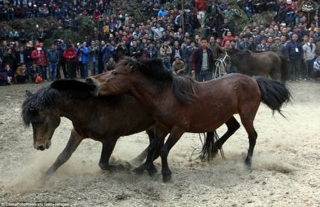 اخبار گوناگون,خبر های گوناگون, اسب‌