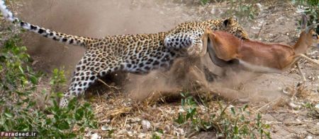 اخبار گوناگون,خبر های گوناگون,پلنگ