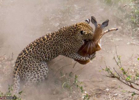 اخبار گوناگون,خبر های گوناگون,پلنگ