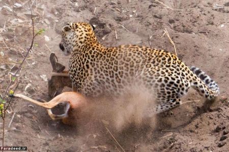 اخبار گوناگون,خبر های گوناگون,پلنگ