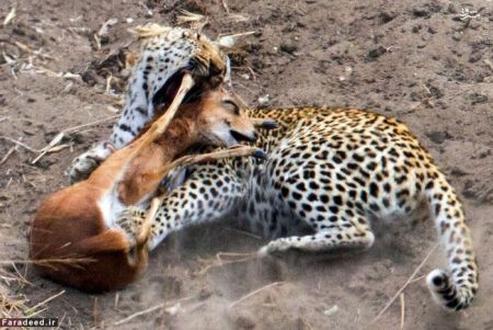 اخبار گوناگون,خبر های گوناگون,پلنگ