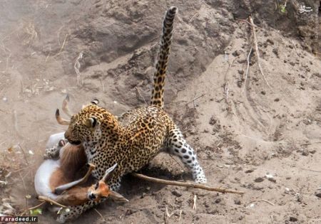 اخبار گوناگون,خبر های گوناگون,پلنگ