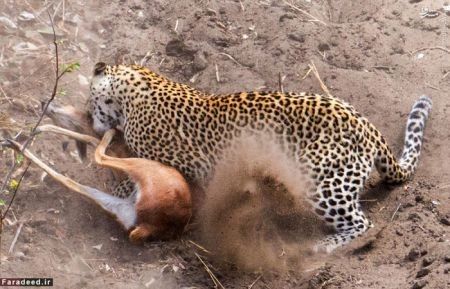 اخبار گوناگون,خبر های گوناگون,پلنگ