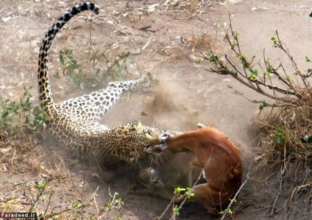 اخبار گوناگون,خبر های گوناگون,پلنگ